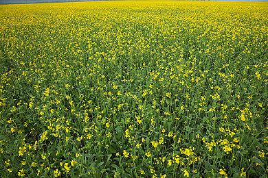 《战地6》第一赛季10月28日上线 两张新地图试玩